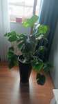 Sprzedam Monstere, Monstera, roślina doniczkowa