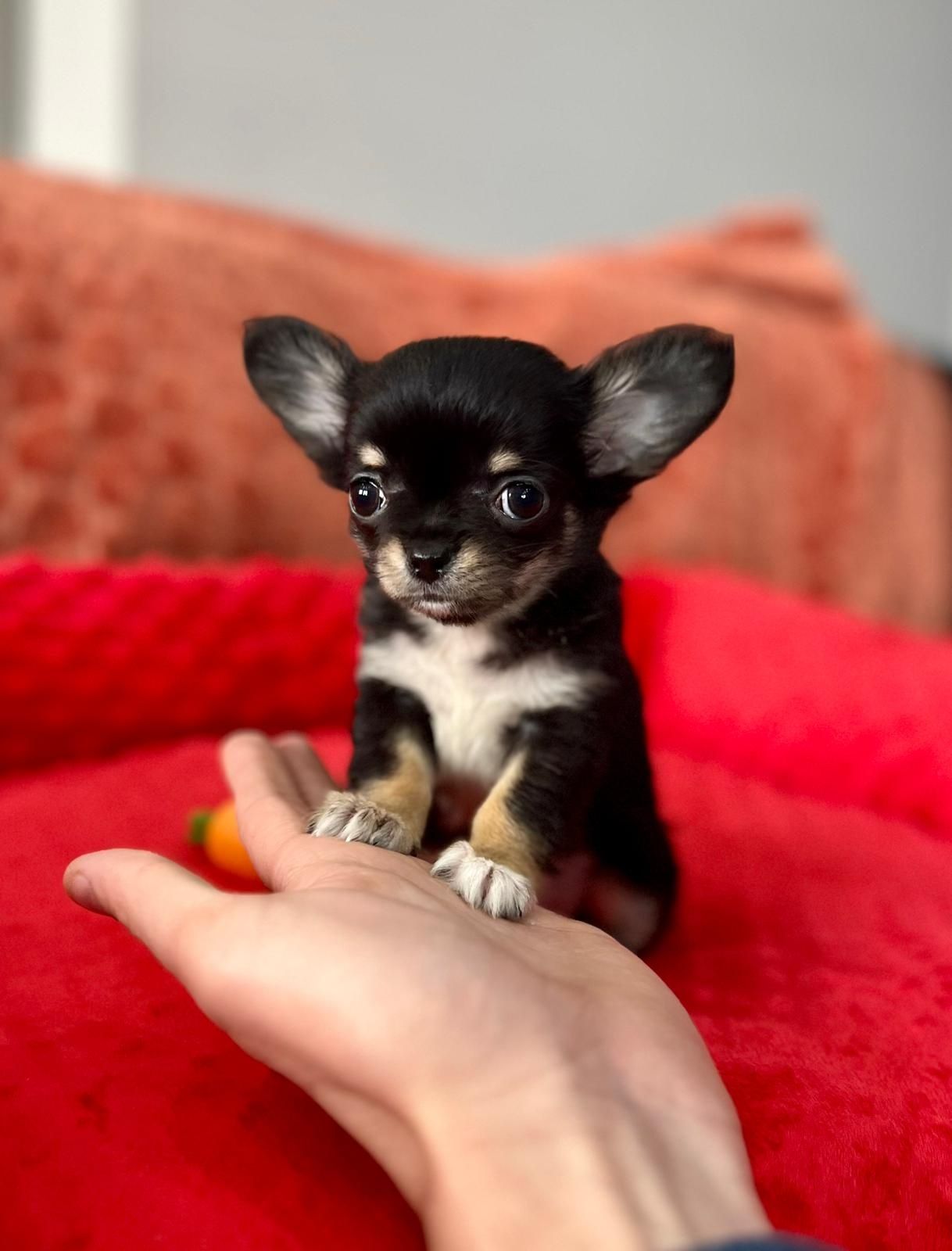 Chihuahua wyjątkowa mini sunia długowłosa czarna