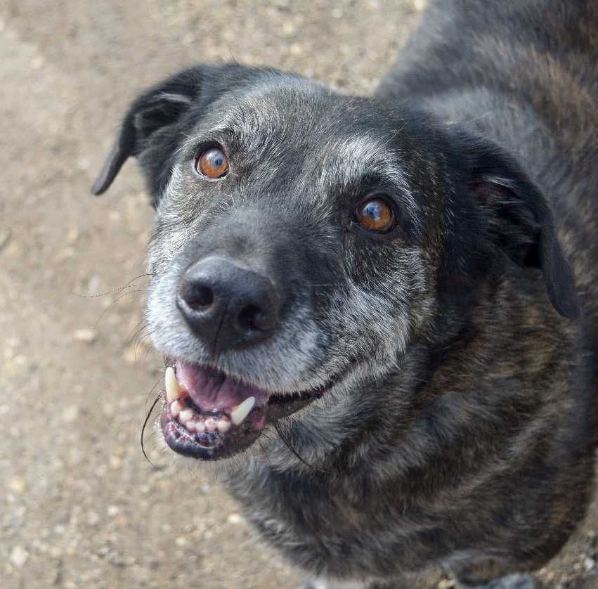 Shrek - cão médio para adoção