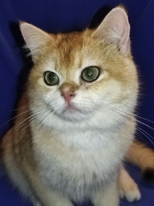 Шикарний британец хлопчик золота шиншила в окрасі ny12 чекає на родину