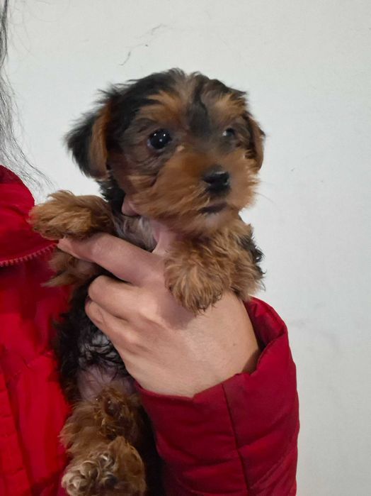 Yorkshire terrier femea linda
