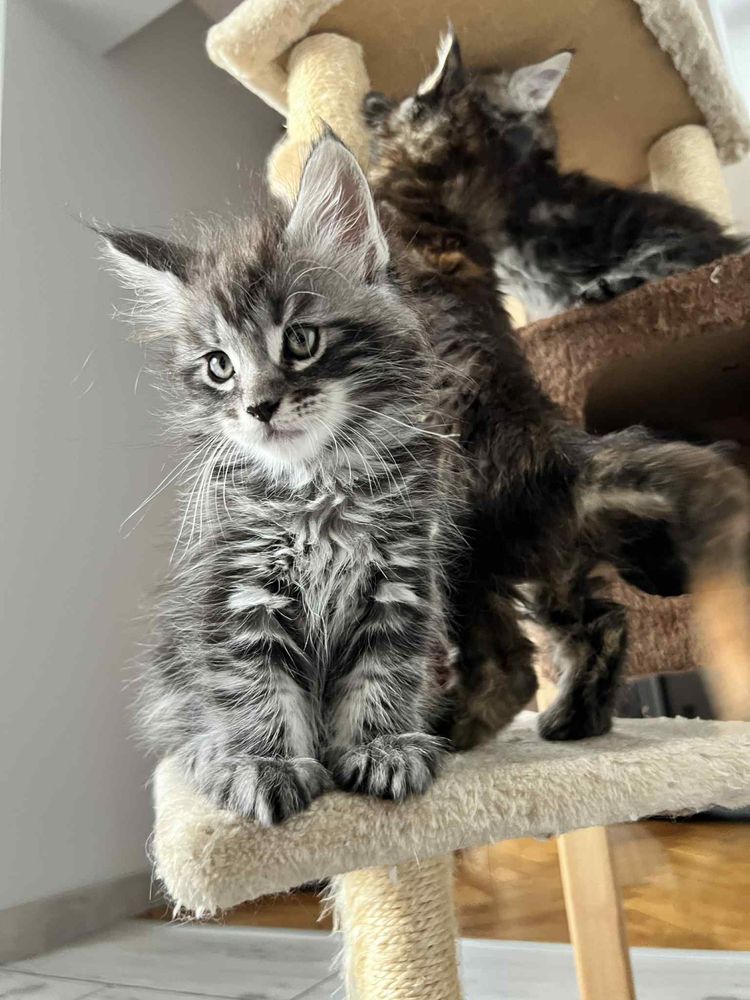 Śliczne Maine Coon