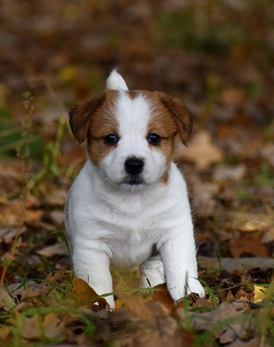 Jack Russell Terrier FCI ZKwP