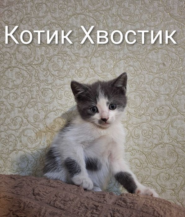 Котенок, котик, кошеня Первомайськ