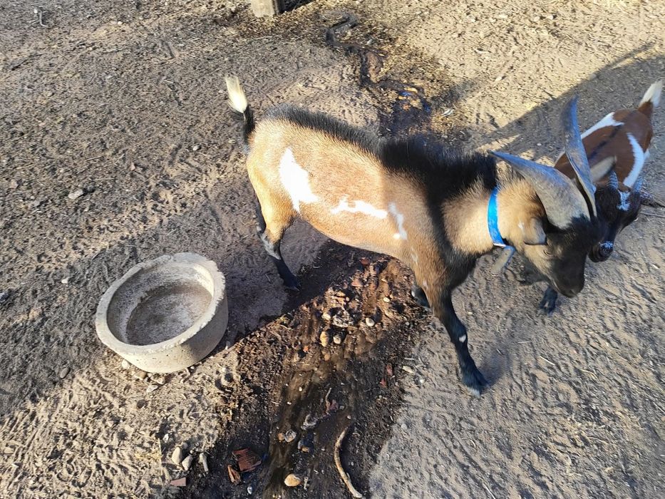 Bode anão com cerca de 2 anos