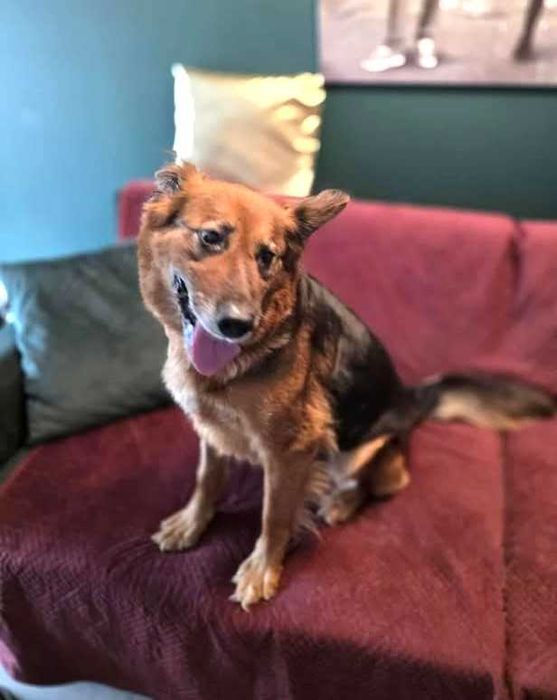 Cudna, kochana, łagodna, przytulaśna sunia prosi o dom