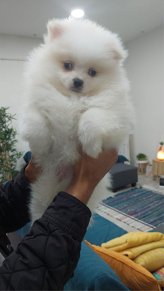 Spitz alemao anao macho