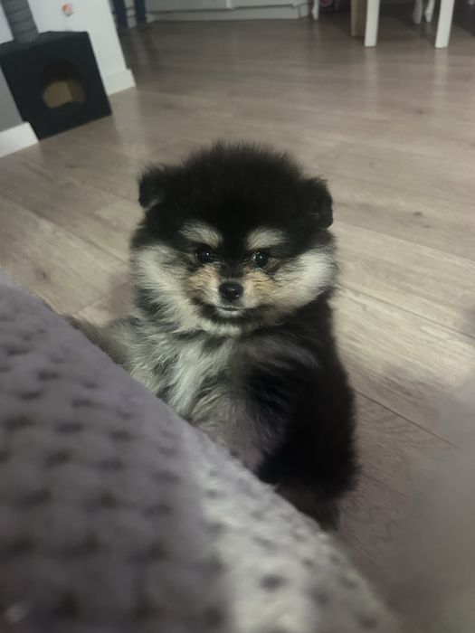 Szpic miniaturowy- pomeranian