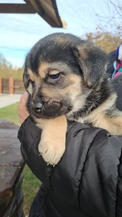 Pieski do oddania- za darmo