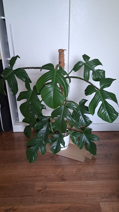 Bardzo duża piękna roślina kwiat, Philodendron filodendron