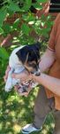 Jack Russell Terrier