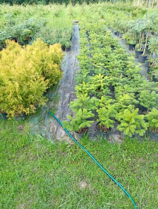 Sadzonki  jodeł - daglezji w doniczkach wys -50 - 70 cm i większe