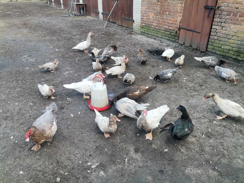 Kaczki francuskie pełno barwne