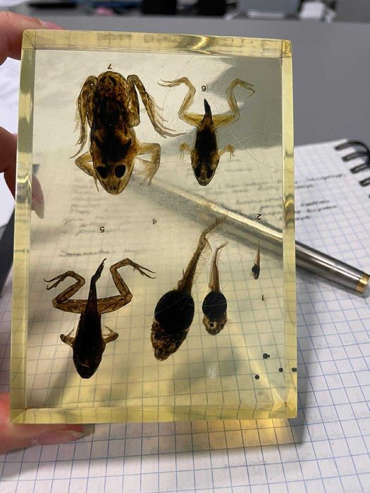 Korepetycje Biologia