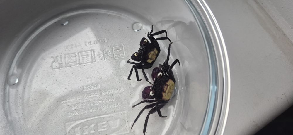 Sprzedam dwa kraby wampiry+terarium+jedzenie