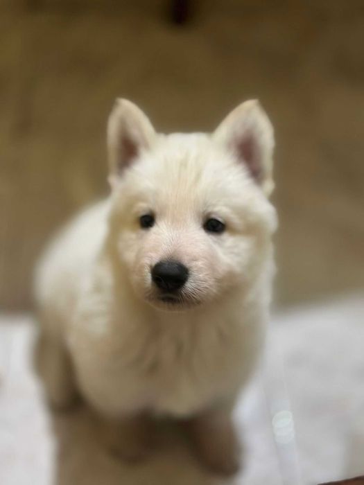 Pastor Branco Suiço