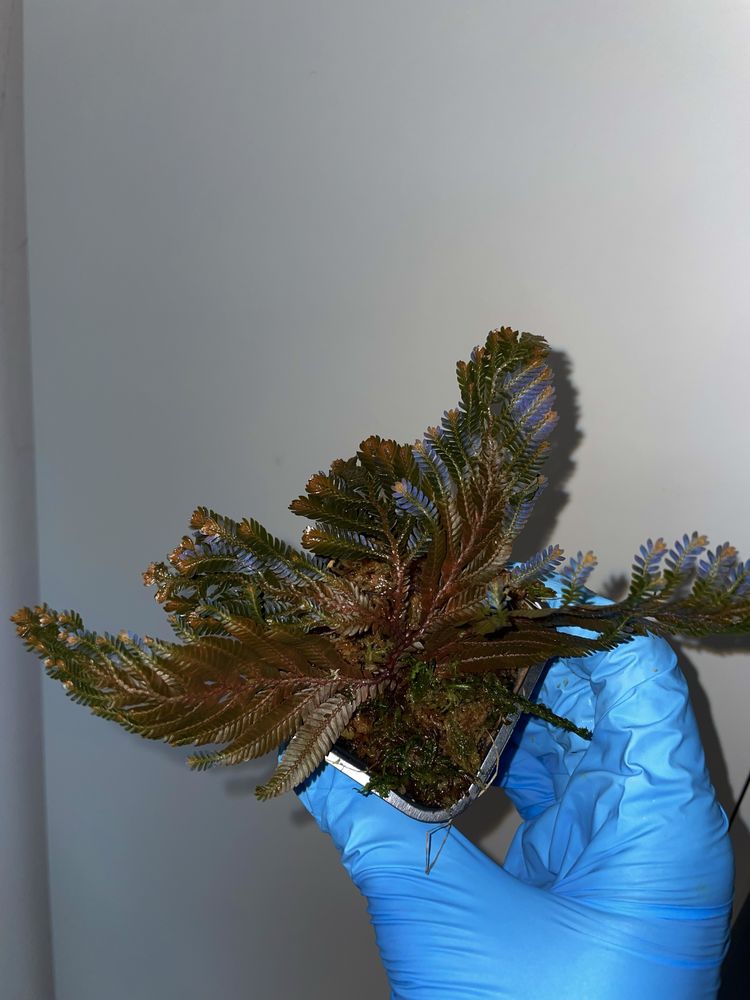 Selaginella megalura „borneo bronze” terrarium,paludarium,vivarium