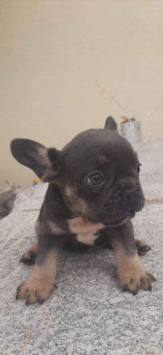 Bulldog Francês blue tan