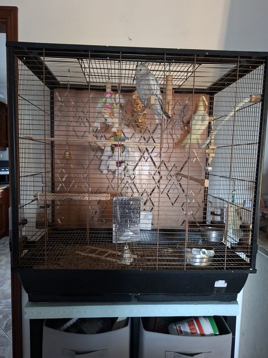 Gaiola com caturras domesticadas