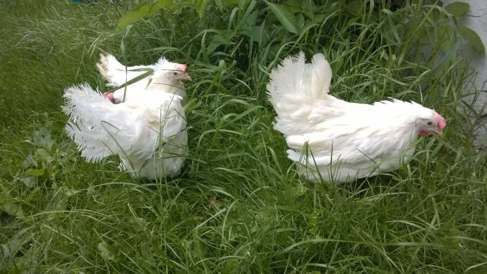 Ferma sprzeda kury rasy leghorn ł40