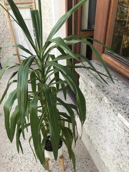 Yuka doniczkowa do soalonu