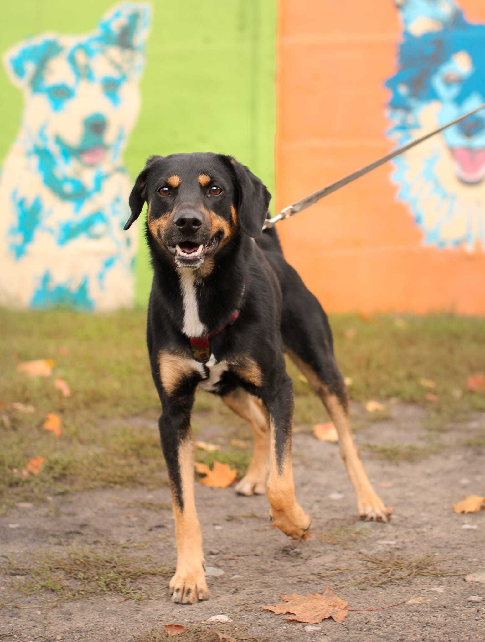 Fenomenalny, niesamowicie proludzki, aktywny psiak do adopcji!
