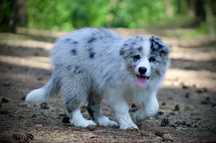 Border Collie ZKwP/FCI