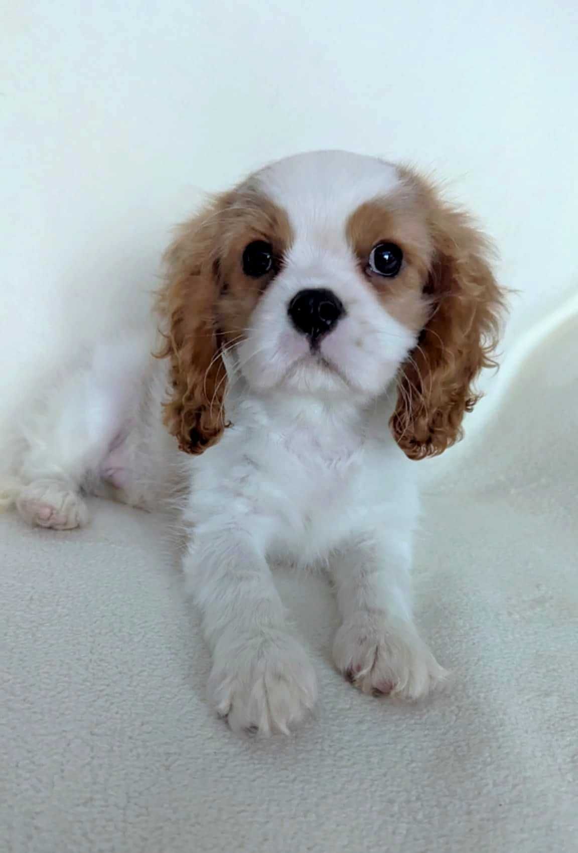Cavalier King Charles Spaniel Uroczy Piesek