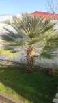 Palmeira Chamaerops Humilis e Trachycarpus Fortunei
