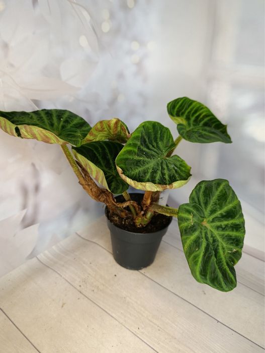 Філодендрон Бразилія,Лайт Грін,Веррукозум,Ксанаду.Алоказія.