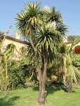 Kordylina Australijska (Cordyline)+GRATISY