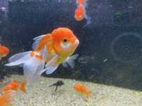 Welony Oranda, oraz teleskop, zimnowodne, do oczek wodnych i akwarium