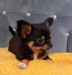 Piesek Chihuahua