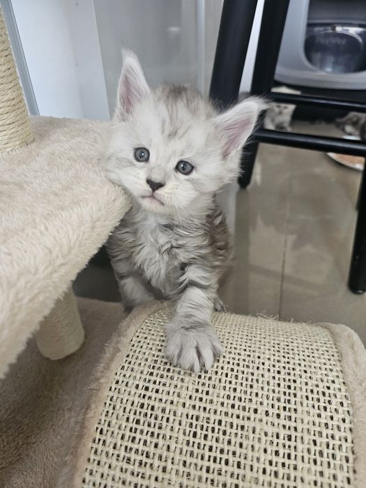 Śliczny kocurek Dexter  Maine Coon ns z linii shaded ns