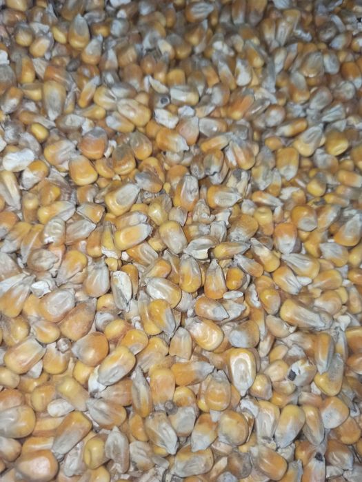 Kukurydza sucha ziarno