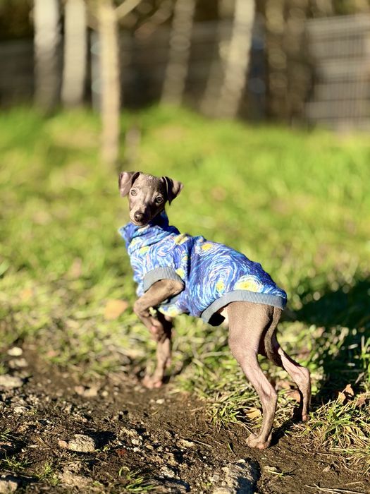 Charcik włoski, chłopczyk, ZKwP (FCI)