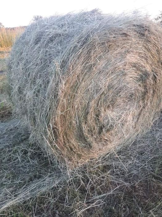 Siano 160 tegoroczne 2025