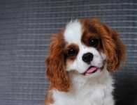Cavalier King Charles Spaniel ZKwP/FCI chłopiec blenheim do odbioru