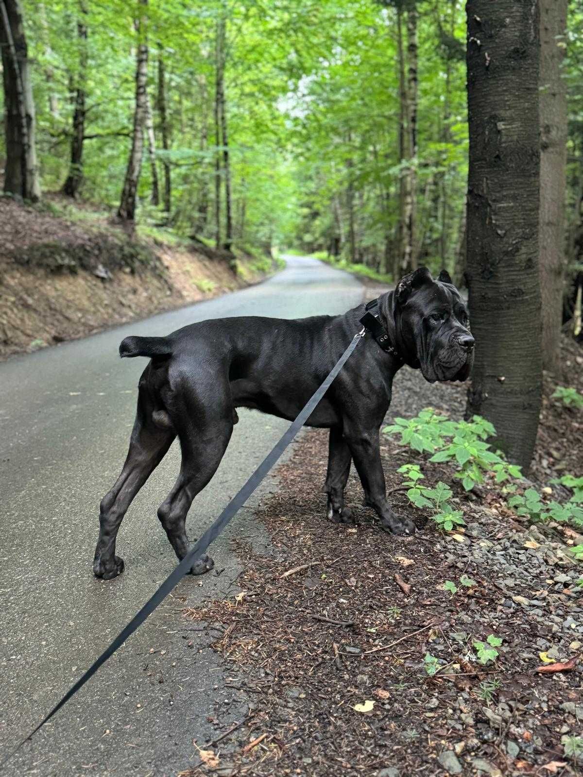 Zapowiedź miotu Cane Corso ZKwP/FCI - koniec czerwca 2025