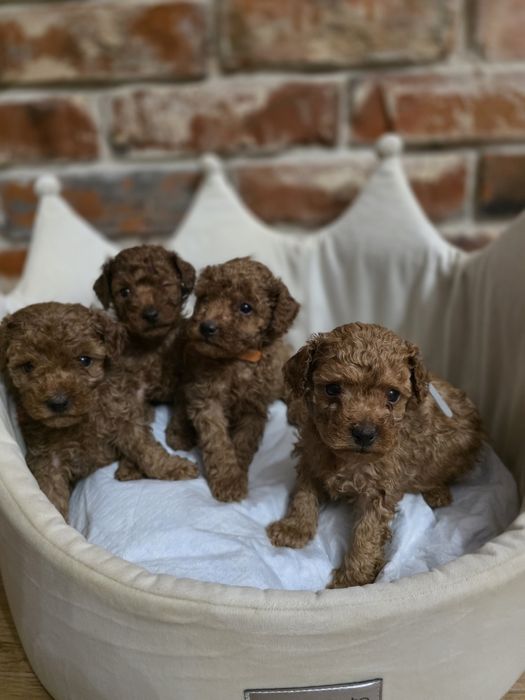 Piesek pudel toy red braun!!