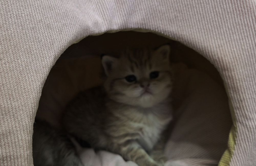 Котята шотландские вислоухие и прямоухие, девочки и мальчик