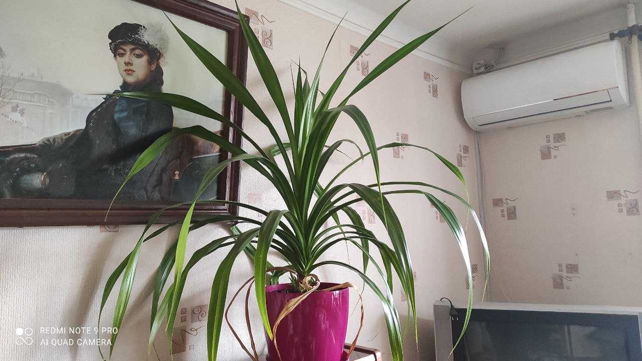 Древовидное растение панданус (Pandanus)
