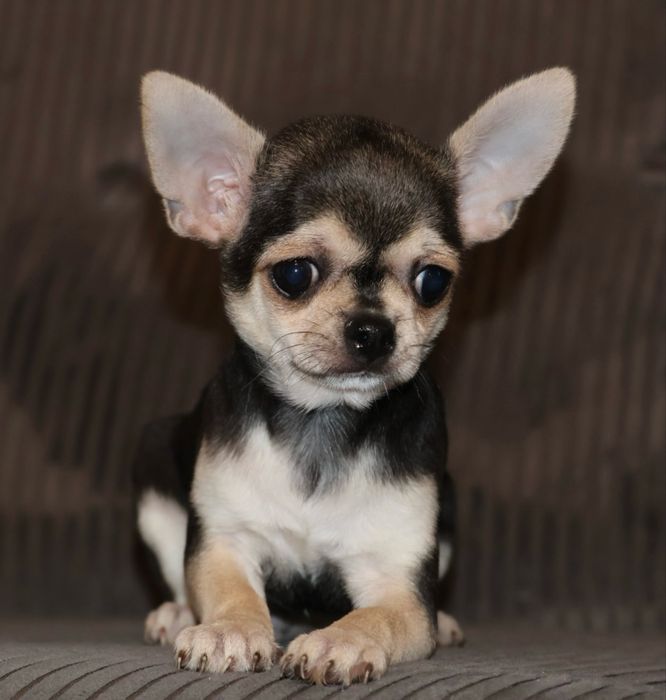 Chihuahua Czarny Podpalany Piesek XXS