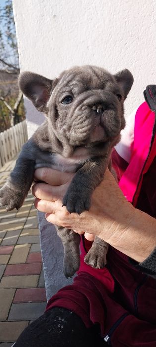 Вип  голубой мальчик