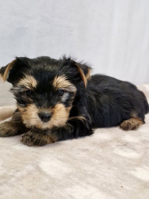 Йоркширский терьер щенки