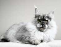 Hodowla maine coon, FPL/ FIFe