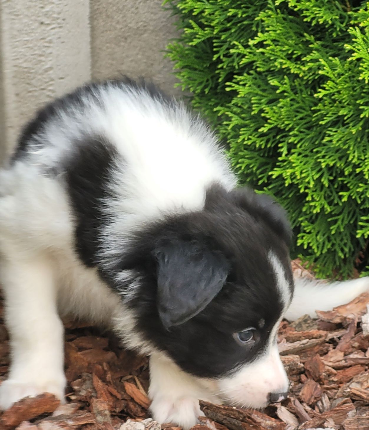 Border Collie Czarno Biały Szczeniak  1