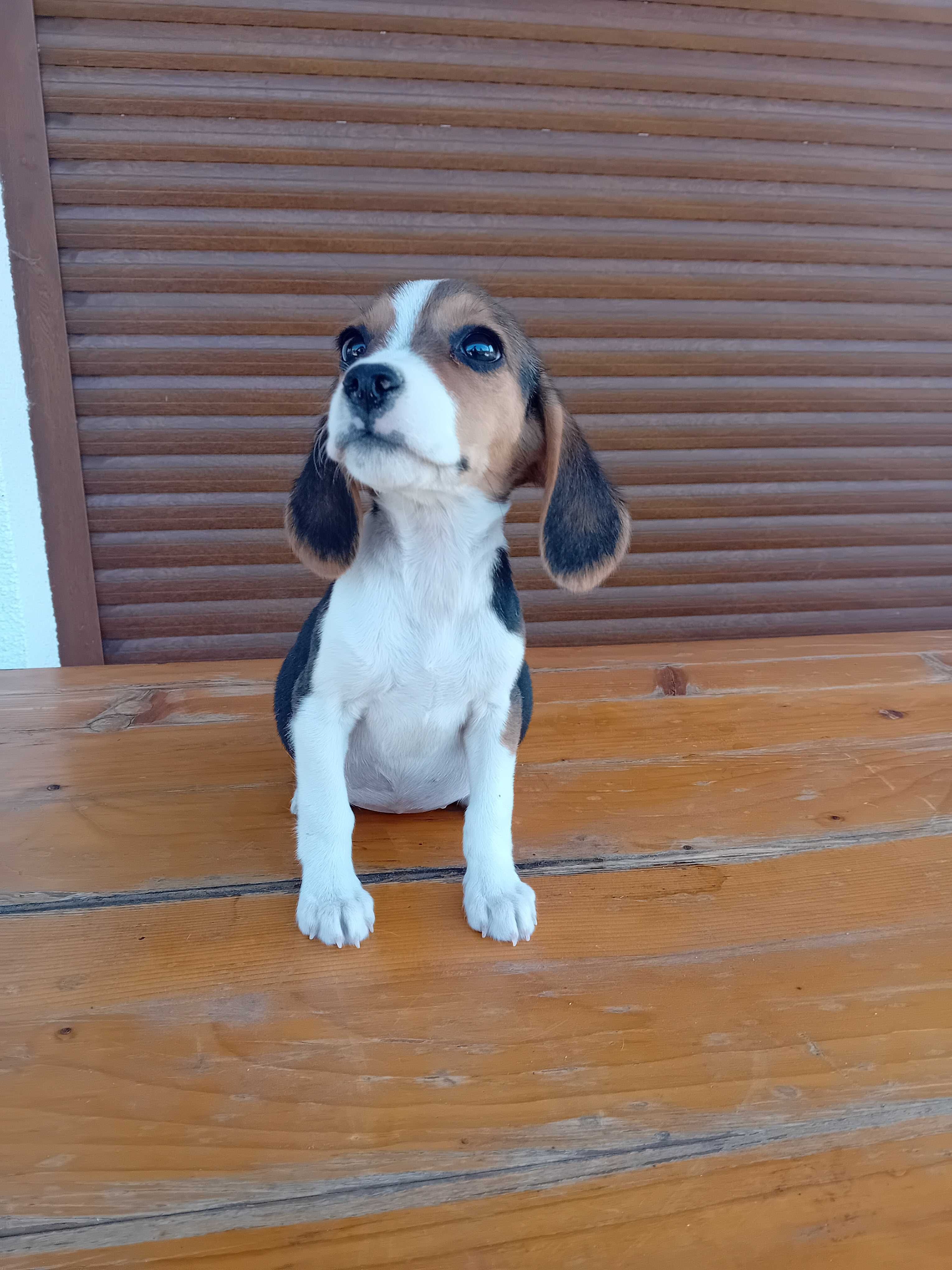 Uma Beagle fêmea