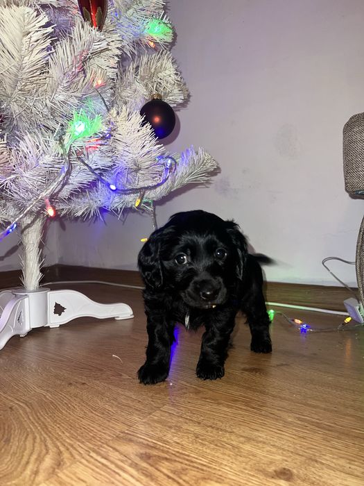 Віддаємо собачок