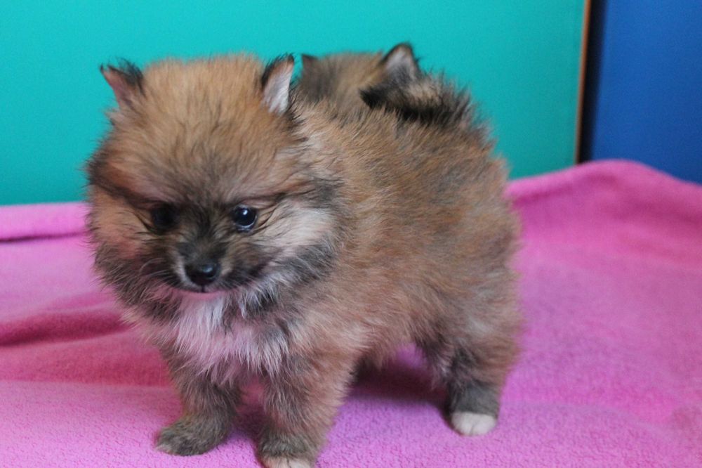 Szpic Pomeranian śliczna mini suczka - certyfikat, wyprawka